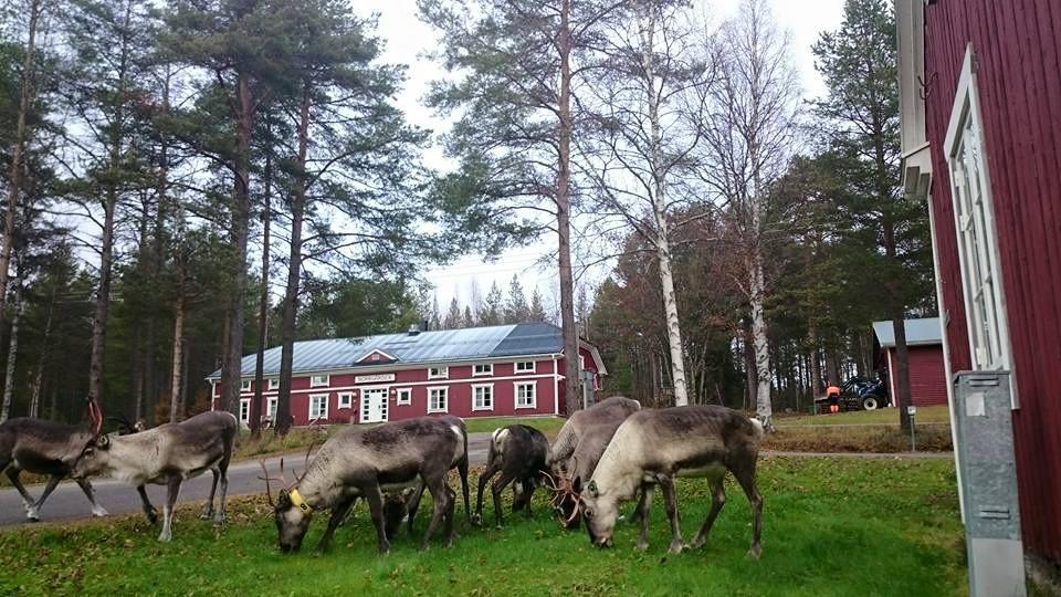 Svanstein Lodge Zewnętrze zdjęcie